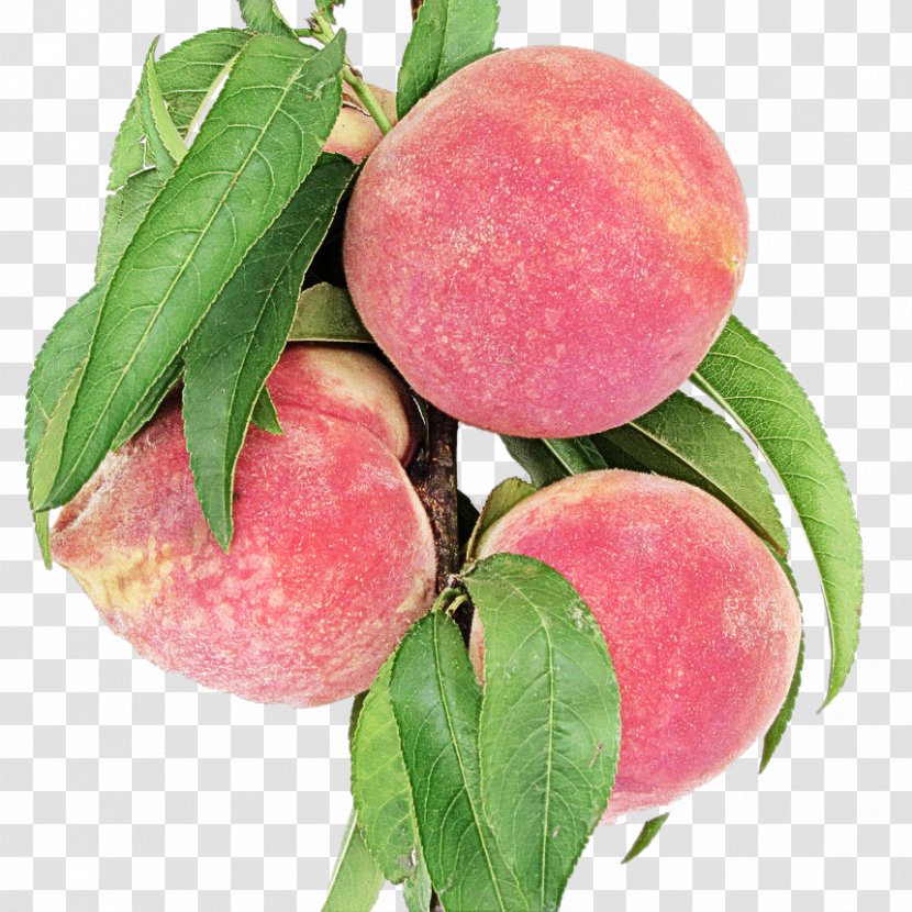 Peach European Plum Fruit Plant Food - Tree - Wild Yellow Transparent PNG