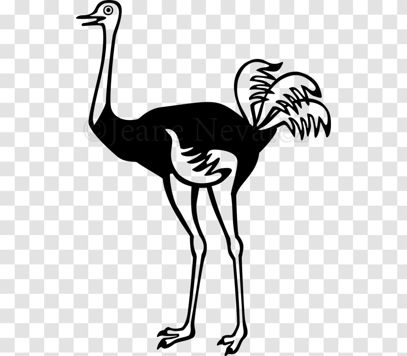 Common Ostrich Bird Photography - Crane Like Transparent PNG