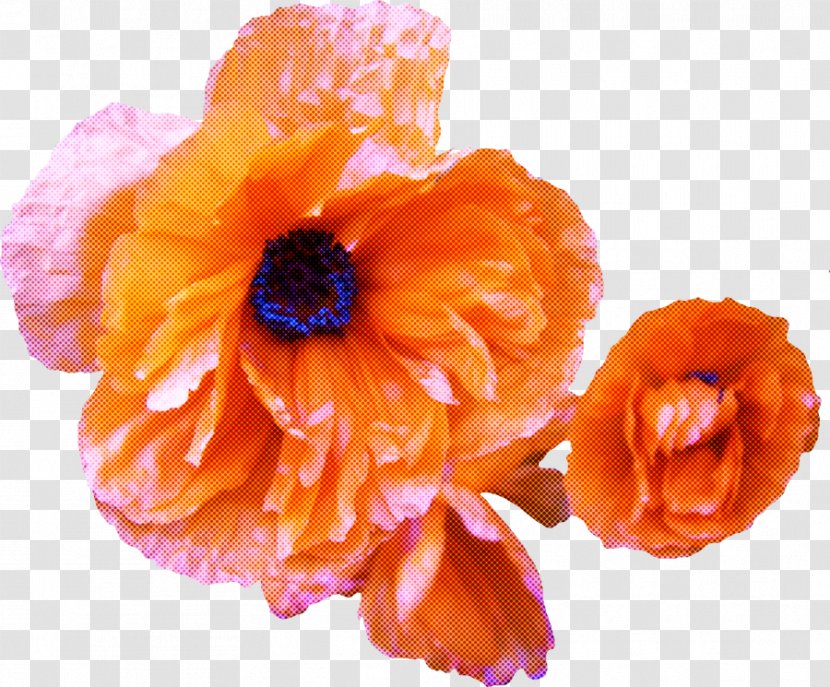 Artificial Flower - Flowering Plant - Poppy Family Transparent PNG