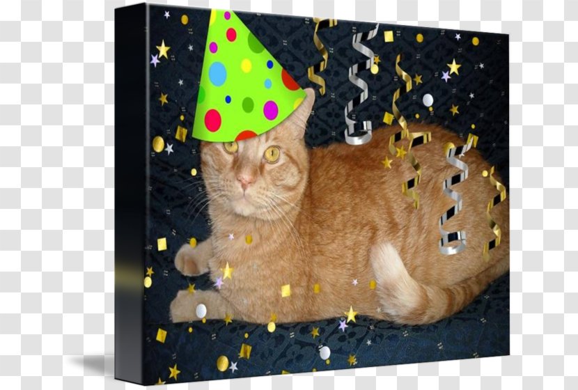 Tabby Cat Whiskers Kitten Birthday - Like Mammal Transparent PNG