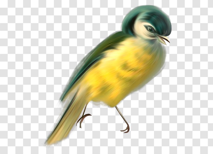 Bird Image Painting Animal - Computer Literacy Transparent PNG