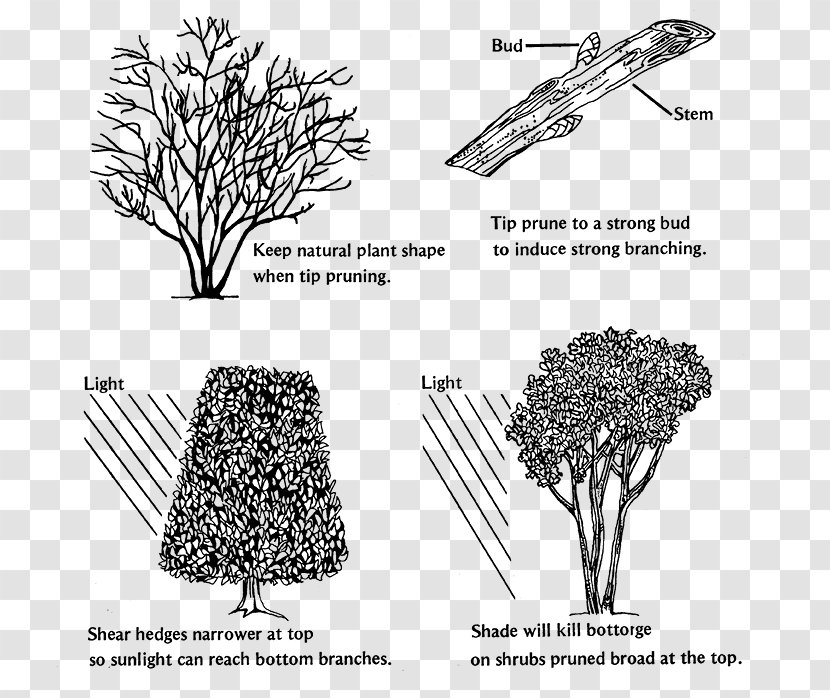 Branch Pruning Shrub Hedge Tree - Flowering Plant - Crape Myrtle Transparent PNG