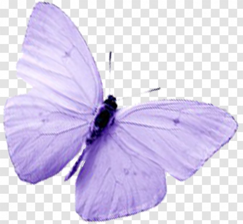 Butterfly Insect Lavender Lilac Pollinator - Butterflies Transparent PNG