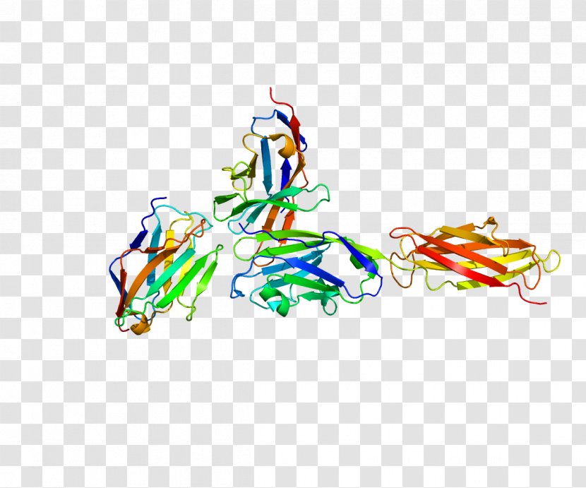 PD-L1 Programmed Cell Death Protein 1 Cancer Immunotherapy B7 - Frame - Cartoon Transparent PNG