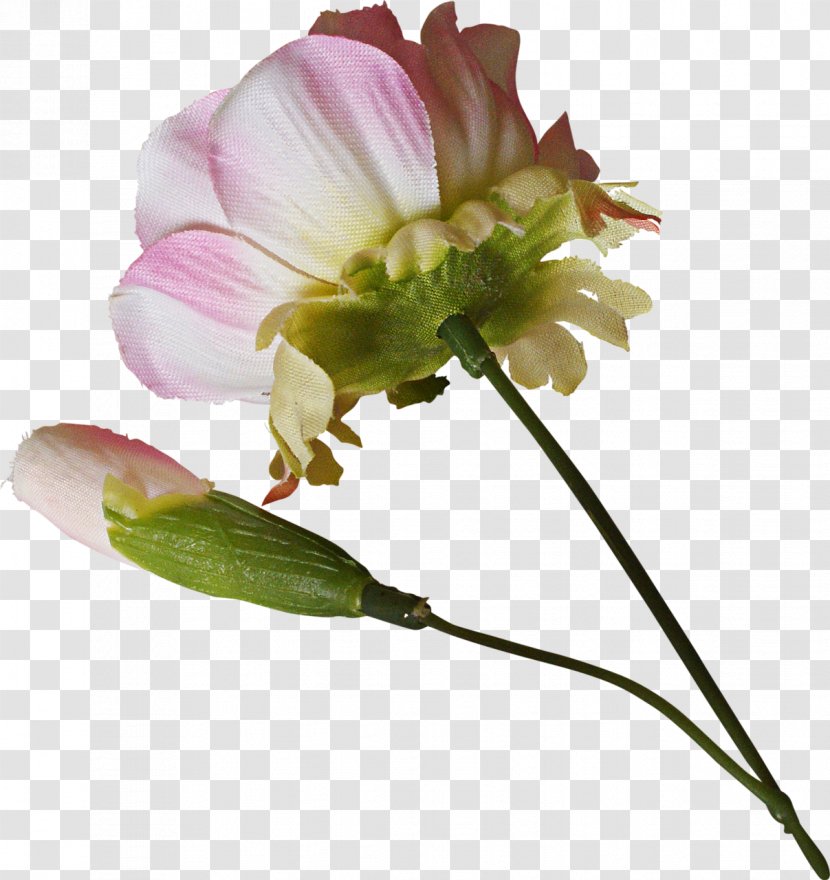 Cut Flowers Alstroemeriaceae Lily Of The Incas Bud - Thanksgiving Transparent PNG