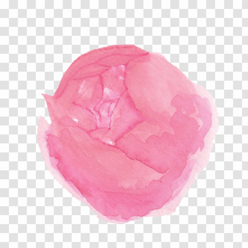Rosaceae Pink M Rose Transparent PNG