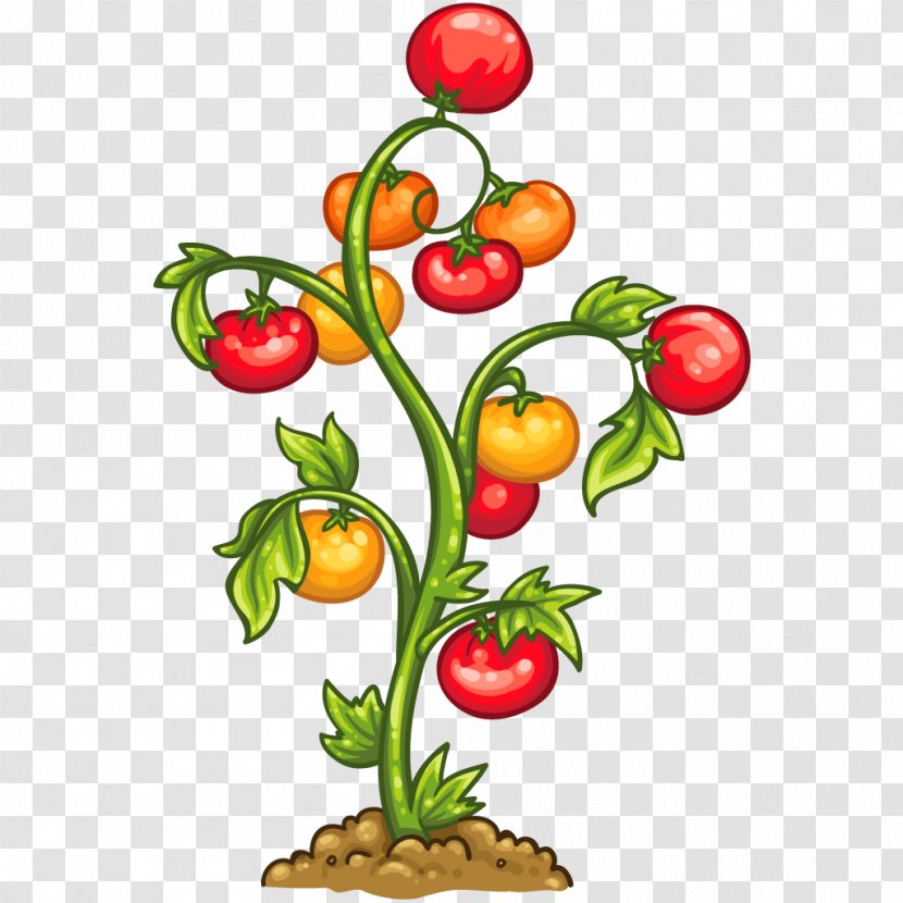 Tomato Vegetable Plant Auglis Food - Cherry Transparent PNG