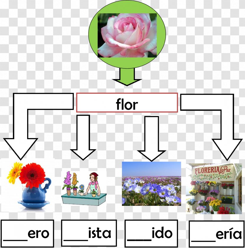 Word Family Palabra Primitiva Learning - Flower Transparent PNG