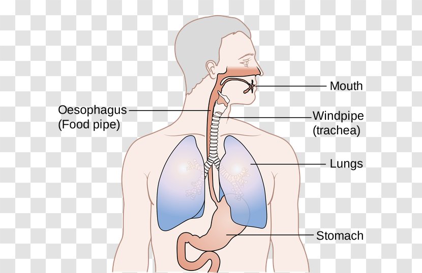 Esophagus Trachea Human Body Anatomy - Tree - Watercolor Transparent PNG