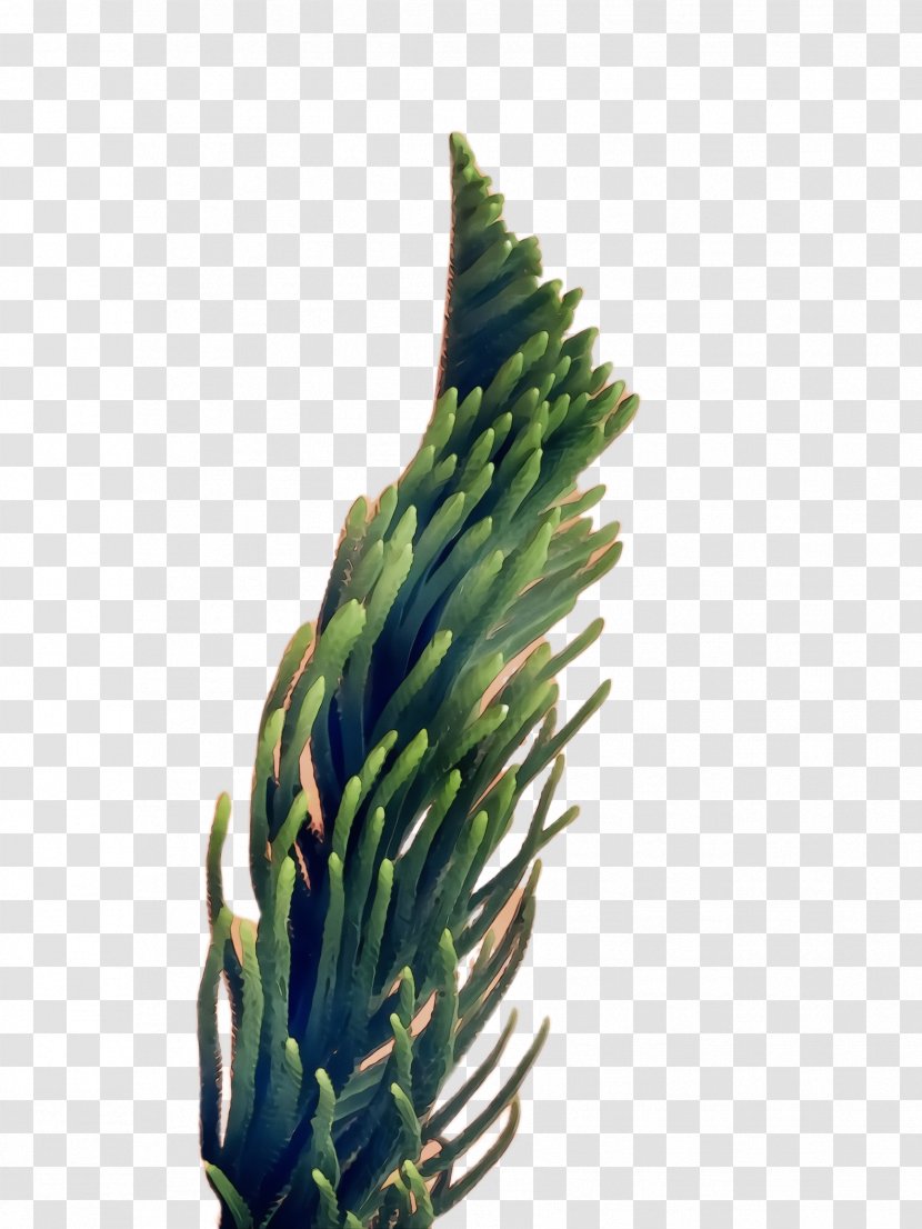 Watercolor Flower Background - Pine Family - Conifer Vascular Plant Transparent PNG