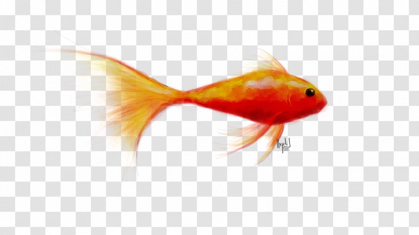 Goldfish Feeder Fish RED.M - Tail - Organism Transparent PNG