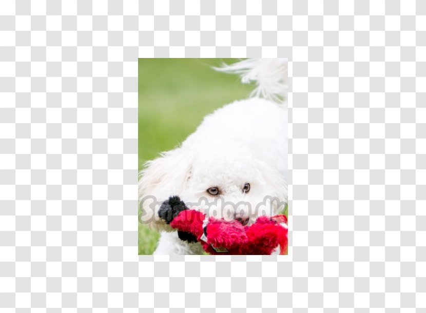 Bichon Frise Maltese Dog Havanese Bolognese Poodle - Carnivoran - Puppy Transparent PNG
