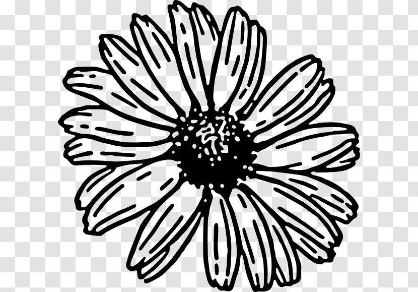 Clip Art Image Drawing Openclipart Free Content - Common Daisy - Aster Transparent PNG