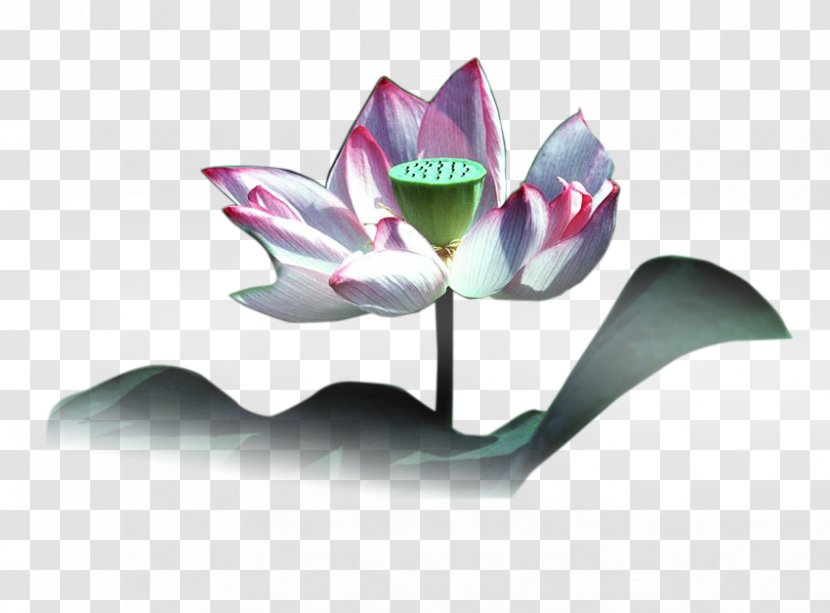 Nelumbo Nucifera Download - Leaf - Lotus Transparent PNG