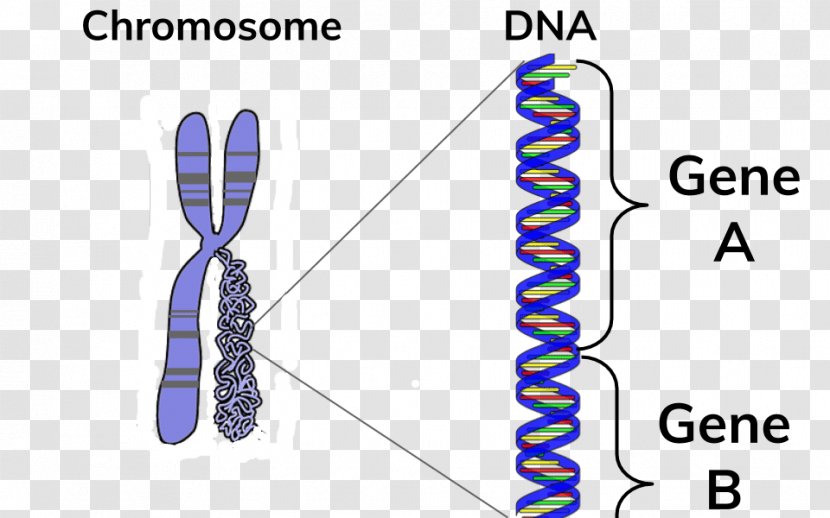 Chromosome DNA Gene BBC Bitesize - Fashion - Cell Cycle Regulation Transparent PNG