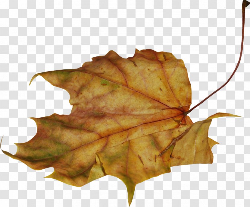 Leaf - Maple - Leaves Transparent PNG