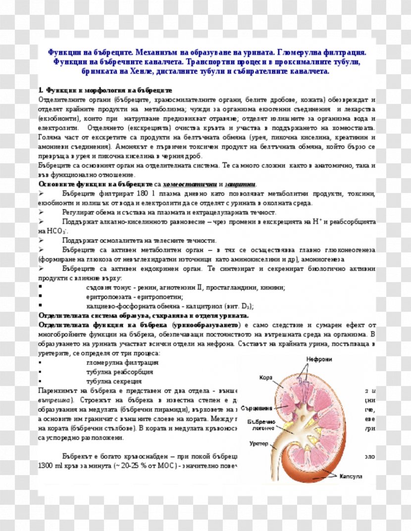 Document Organism Line Diagram Kidney Transparent PNG