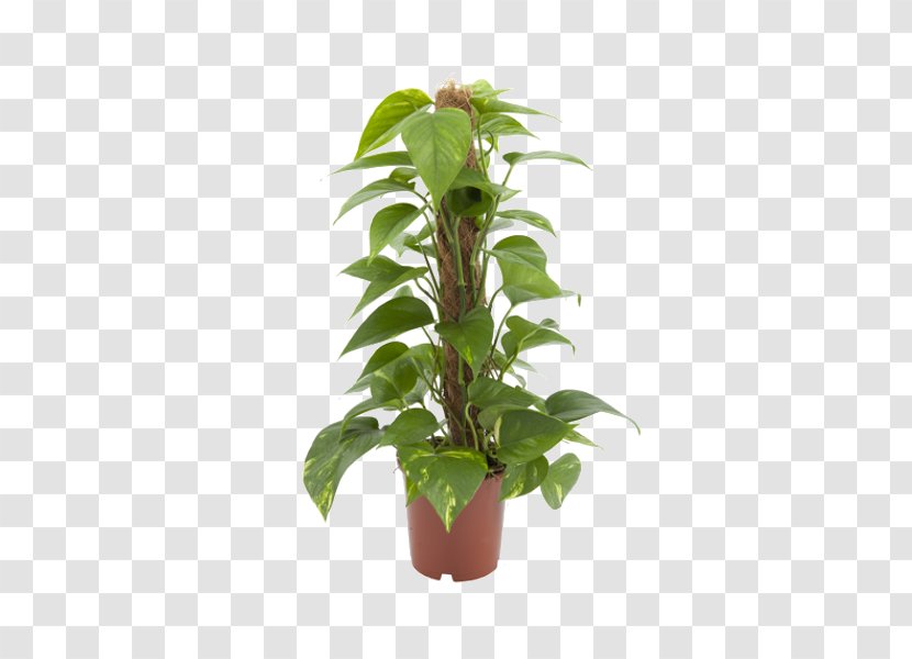 Devil's Ivy Stephanotis Floribunda Plant Garden Leaf Transparent PNG