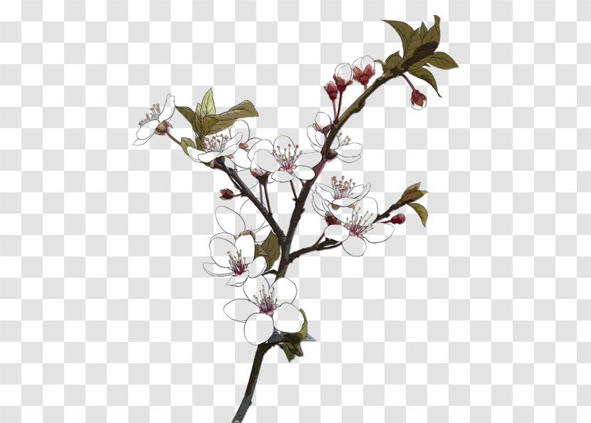 Drawing Download - Plum Blossom - Flower Transparent PNG