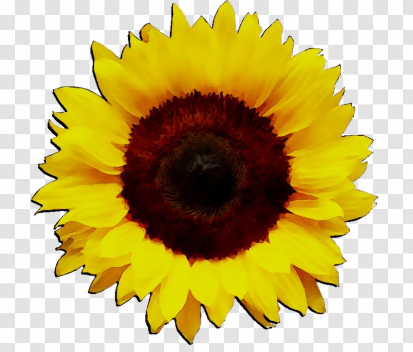 Stock Photography Royalty-free Image Desktop Wallpaper Illustration - Petal - Sunflower Transparent PNG