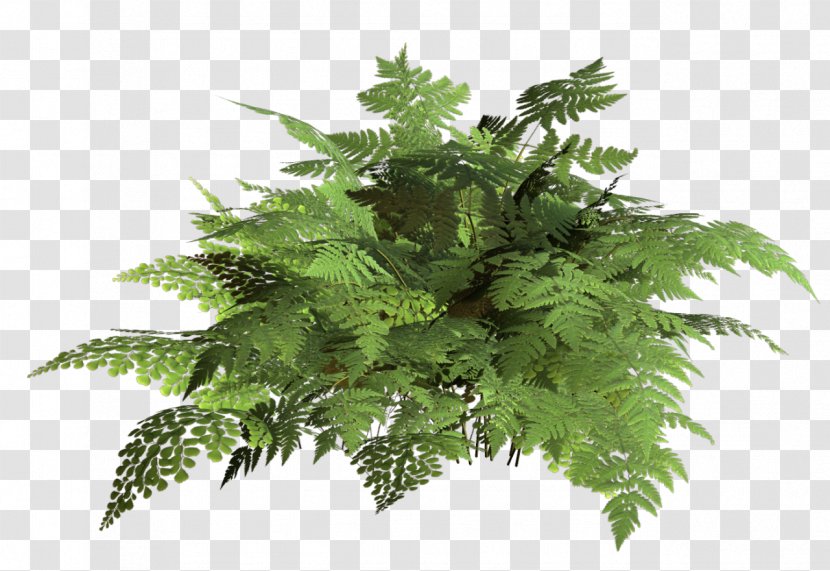 Vascular Plant Herb Fern Maral Root - Grocery Store - Gazania Transparent PNG