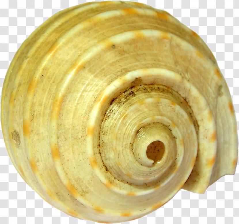 Sea Snail Conchology Veneroida - Seashell Transparent PNG