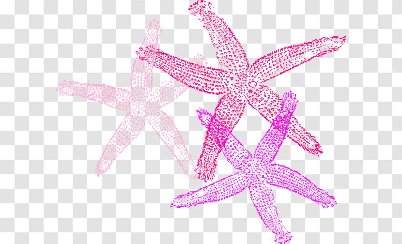 Starfish Invertebrate Clip Art Transparent PNG