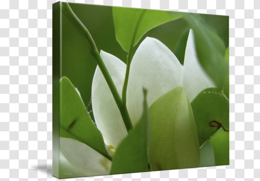 Leaf Plant Stem Flower - Grass - Magnolia Painting Transparent PNG