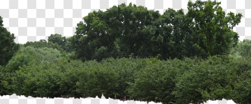 Shrub Tree Box - Ecosystem - Bushes Image Transparent PNG