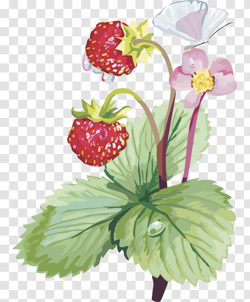Musk Strawberry Clip Art - Flower Arranging - Vector Fruit Transparent PNG