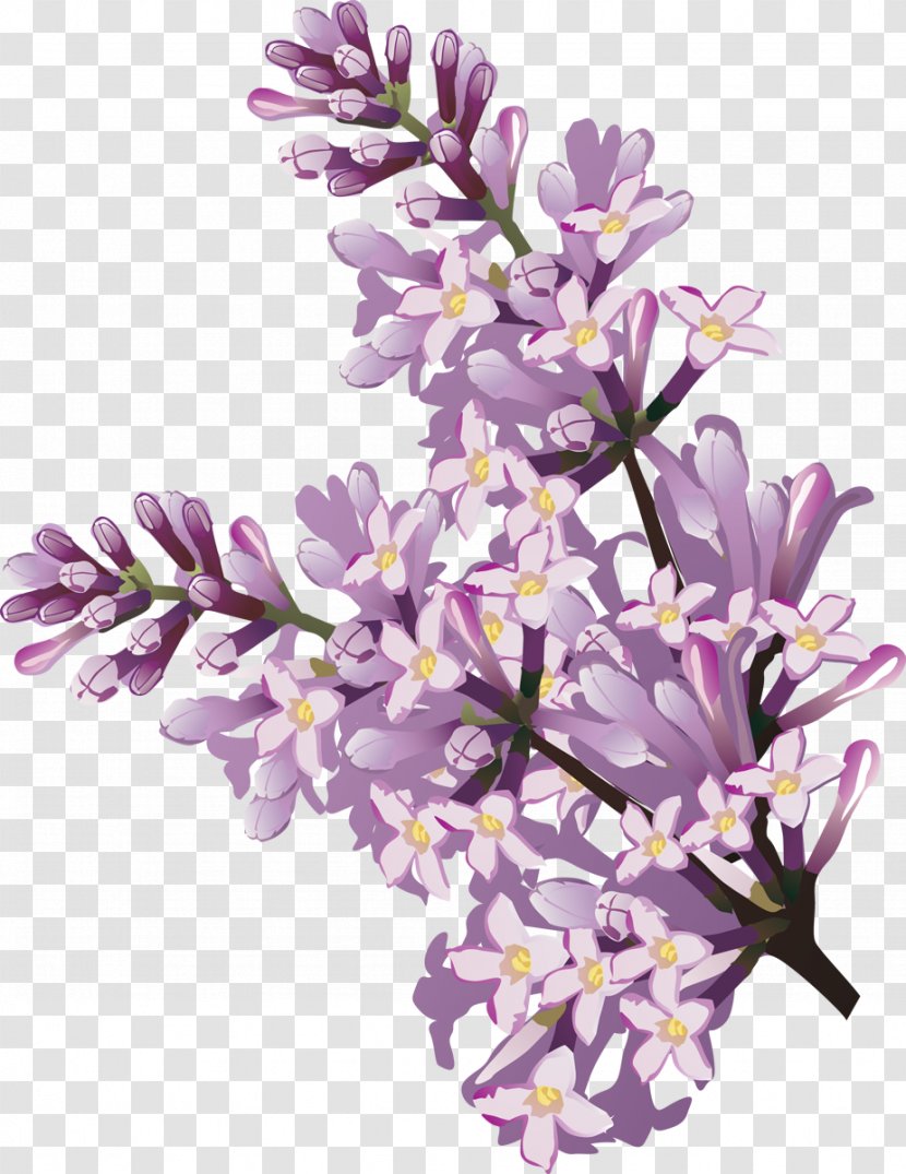 Lilac Flower Clip Art - Violet Transparent PNG