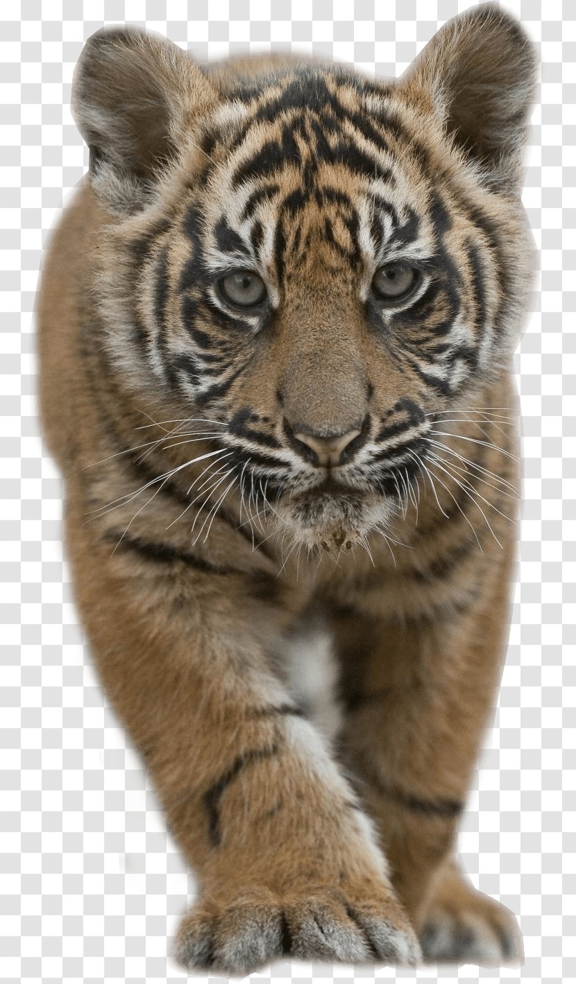 Sumatran Tiger Siberian Bengal Lion Cat - Animal - Cub Transparent PNG