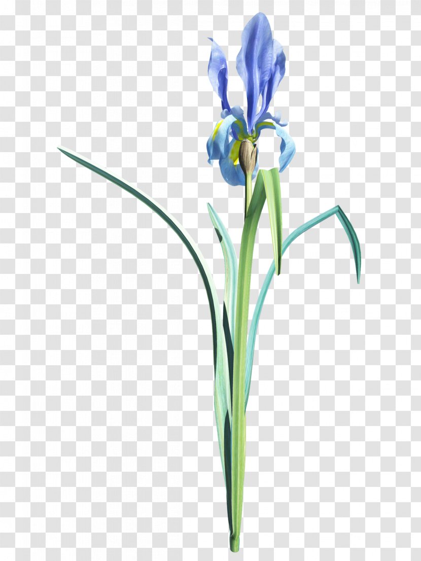 Desktop Wallpaper Clip Art - Flowering Plant - Iris Transparent PNG