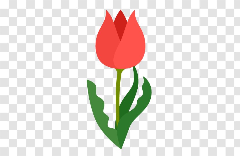 Tulip Drawing Clip Art - Lily Family - Material Transparent PNG