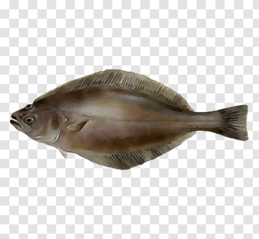 Fish Sole Flatfish Bony-fish - Watercolor - Bonyfish Transparent PNG