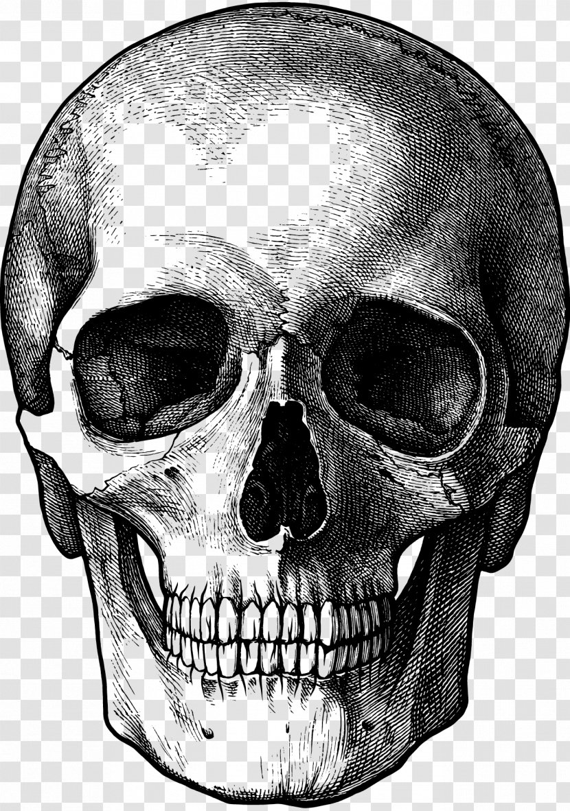 Drawing Skull Fun Stuff To Draw Art Sketch - Skulls Transparent PNG