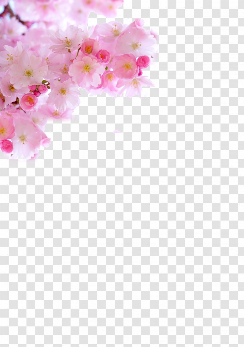 Cherry Blossom - Japanese Pink Fresh Transparent PNG