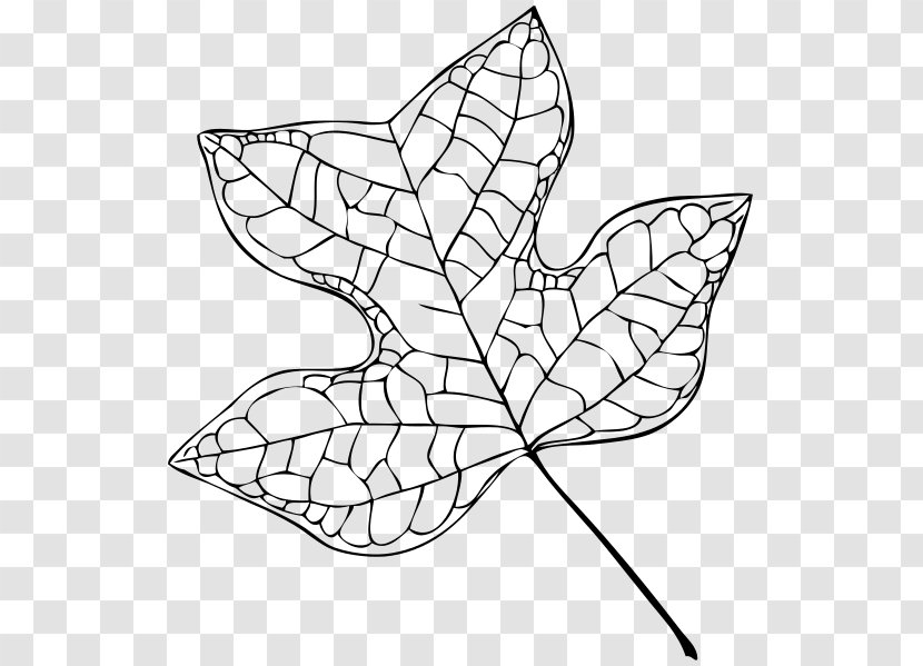 Liriodendron Tulipifera Tree Leaf Drawing - Symmetry - Tulip Vector Transparent PNG