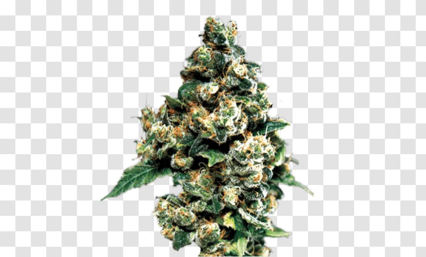 Cannabis Cup Kush Haze Seed - Marijuana Transparent PNG