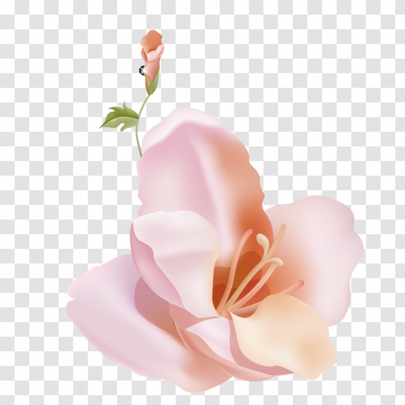 Garden Roses Petal Lilium Flower - Lily Core Transparent PNG