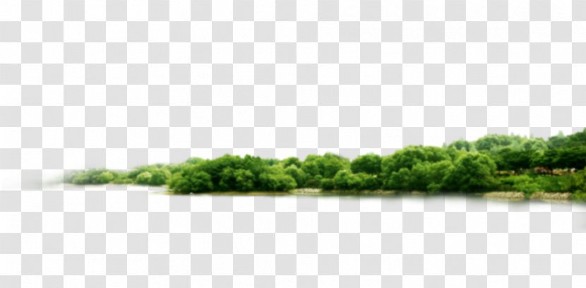 Tree Mediterranean Forests, Woodlands, And Scrub Thicket - Green Wood - Forest Transparent PNG