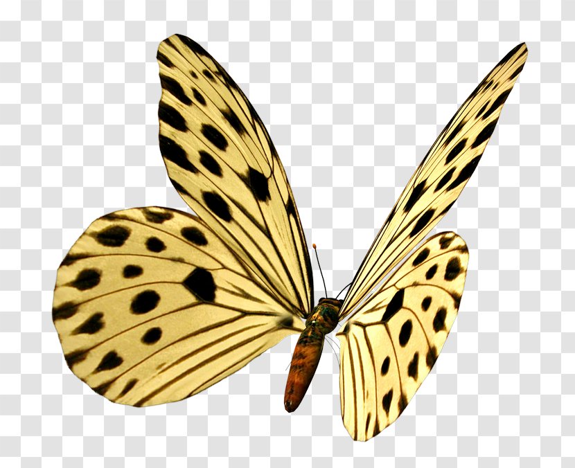 Monarch Butterfly Image Borboleta - Invertebrate Transparent PNG