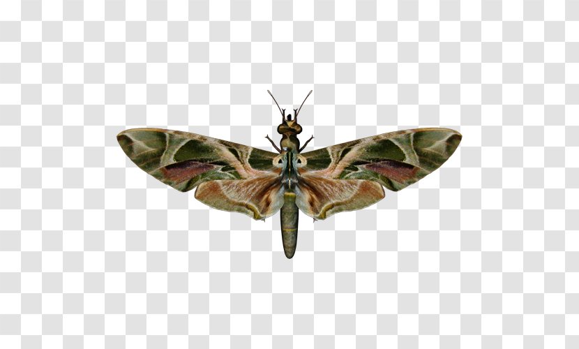 Brush-footed Butterflies Butterfly Oleander Hawk-moth Insect - Polilla Transparent PNG