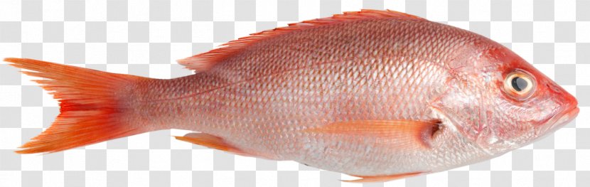 Northern Red Snapper Fish Sashimi Seafood Transparent PNG