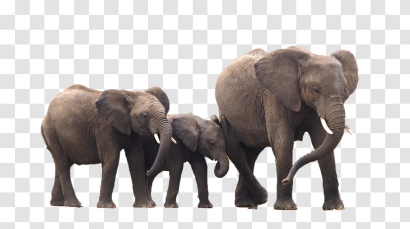 Indian Elephant Photoshop Plugin African Brush - Elephants And Mammoths - Horse Transparent PNG