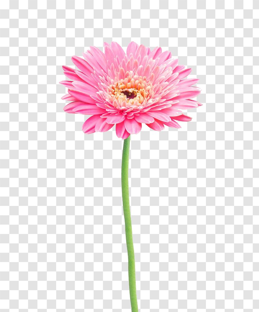 Flower Stock Photography Gerbera Jamesonii Common Daisy - Royaltyfree - Pink Transparent PNG