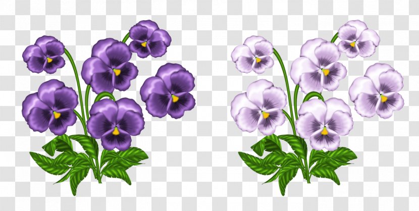 Of free violets pictures Picture of