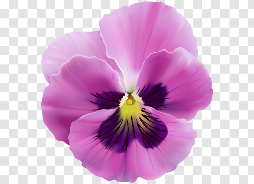 Pansy Royalty-free Clip Art - Tree - Violet Flower Transparent PNG