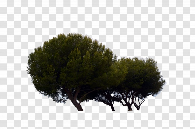 Tree Plant Pine - Branch - Fir-tree Transparent PNG