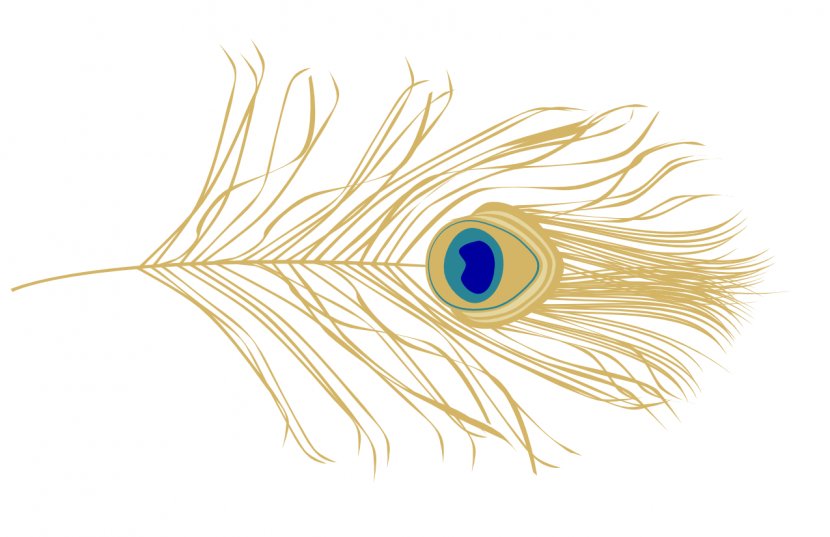 Bird Feather Peafowl - Frame Transparent PNG